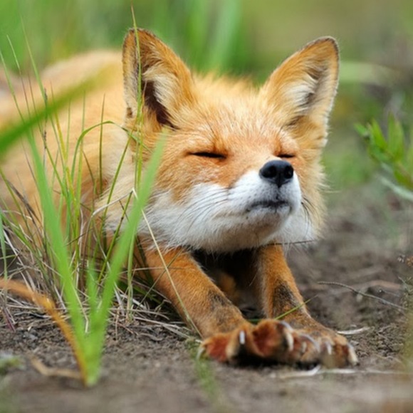 Meet the Posher Other - Meet your Posher, El